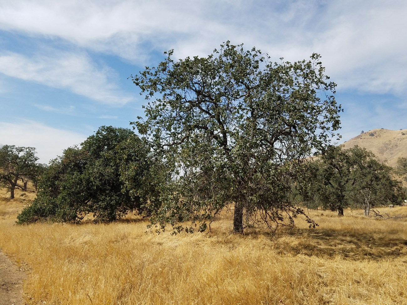 Blue oaks and grassland