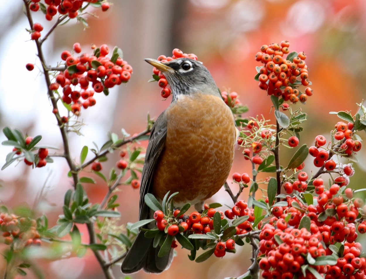 Gray bird with orange breast perches in bush full of orange berries.