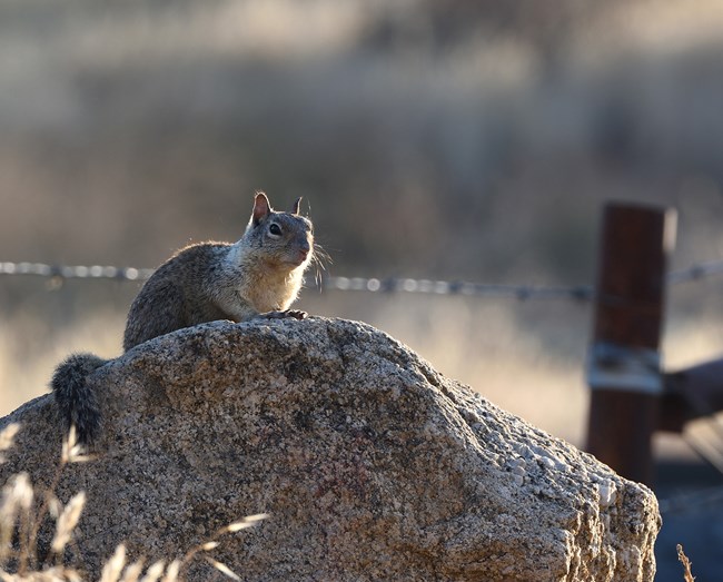 California ground squirrel