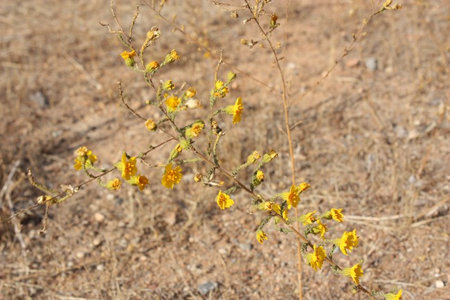 Tarweed