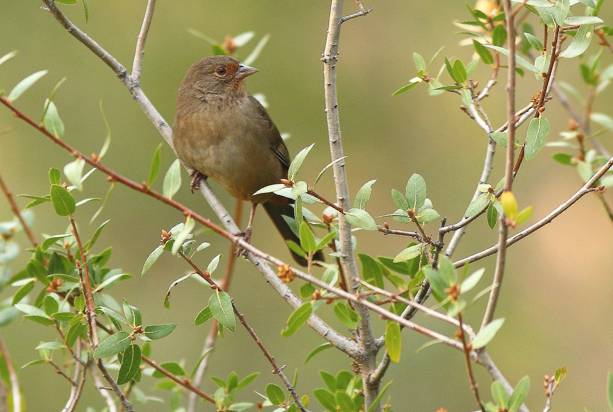 California Towhee California Towhee