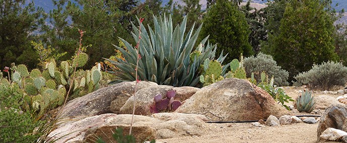 Cacti and desert plants grow among rocks