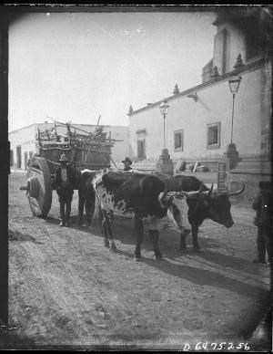 A black-and-white photo of two oxen pulling a two-wooden-wheeled cart. Two men stand in front of the cart, behind the oxen. Two other men stand nearby.