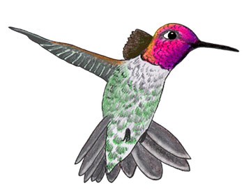 Anna's hummingbird