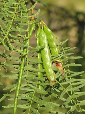 Honey Mesquite