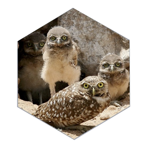 An adult owl crouches in front of three fluffy juveniles standing in a rocky area. All are looking at the camera.