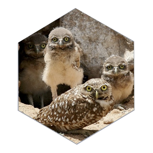 How To Kill: The Owl