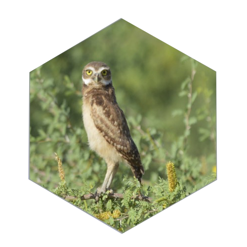 small brown and white speckled owl standing, legs visible, facing camera