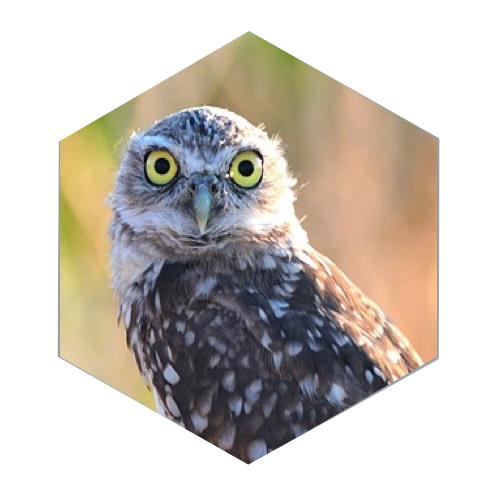 shoulder and head of brown and white speckled owl looking over left shoulder toward camera