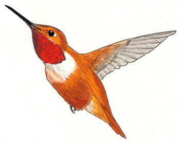 Rufous Hummingbird