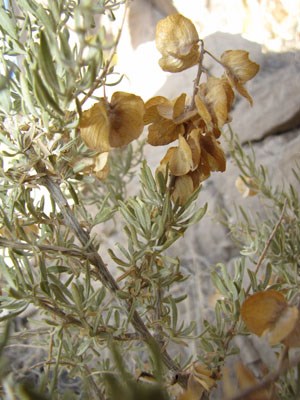 Saltbush