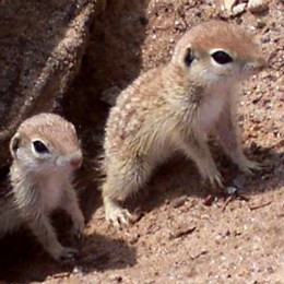 two squirrels at the opening of a burrow