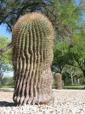 barrel cactus