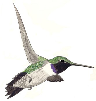 Black-Chinned Hummingbird