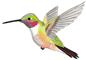 Broad-Tailed Hummingbird