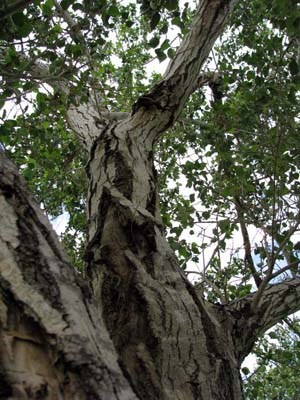 cottonwood tree