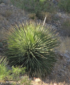 desert spoon