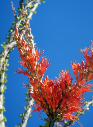 ocotillo