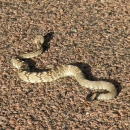 striped snake winding across pebbled ground