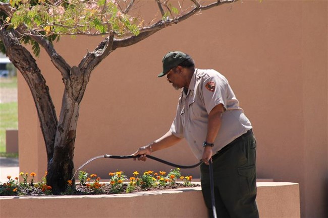 A uniformed park ranger watering plants in a raised planter