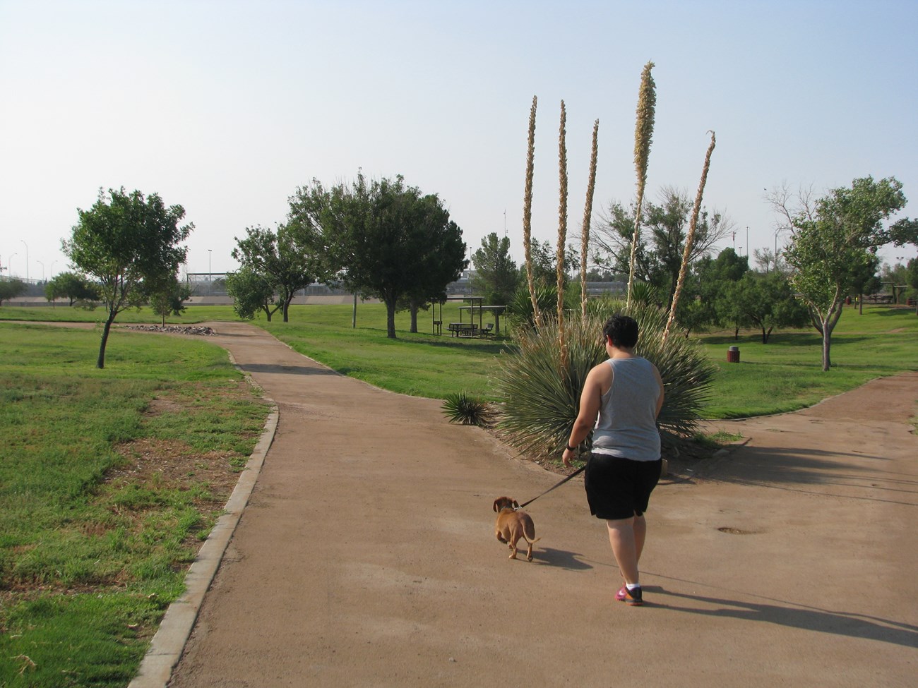 Woman is walking her small dog along trail at Chamizal National Memorial.