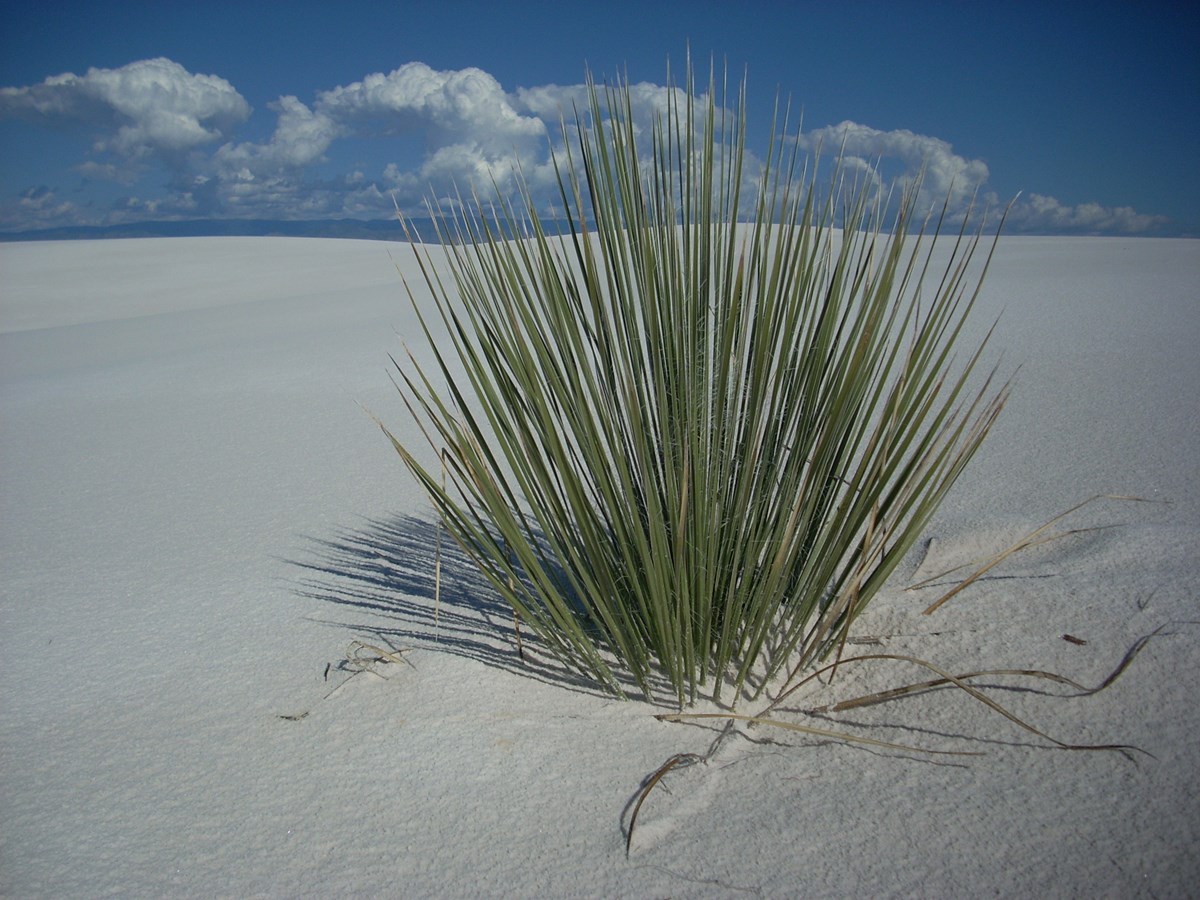 Photo of a plant at White Sands National Monument