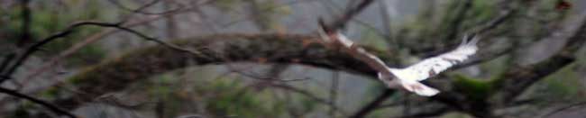 Leucistic Red-tailed Hawk