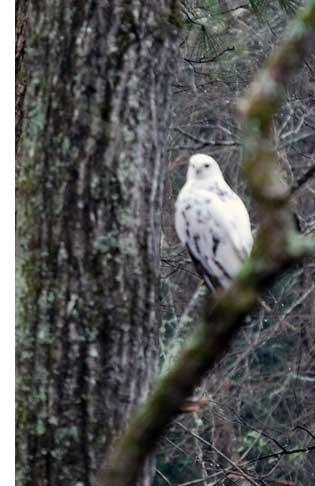 Leucistic Red-tailed Hawk