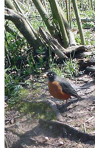 American Robin