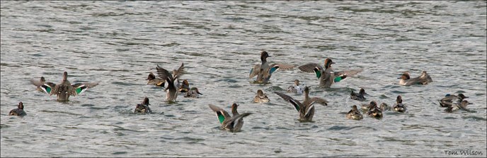 Green-winged Teal