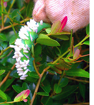 Hornworm catterpillar with cocoons on its back.