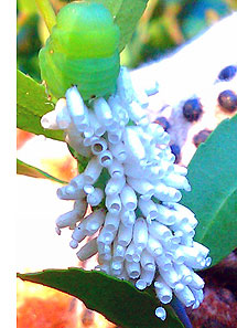 Back of Hornworm caterpillar showing wasp cacoons.