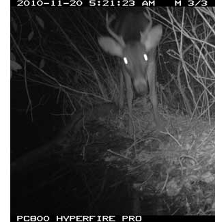 White_Tailed Deer at night in the park.
