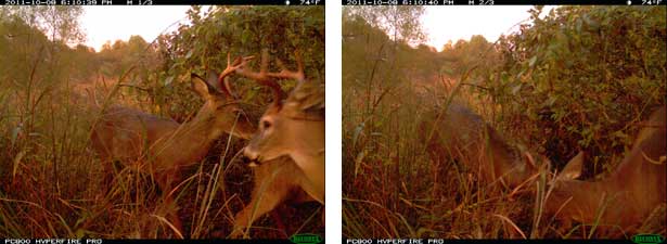 Two White-Tailed Deer Bucks in rut.