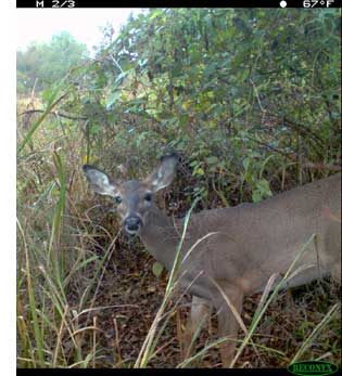 White-Tailed Dear Doe