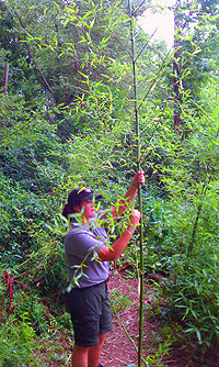 Preparing bamboo for trellis.