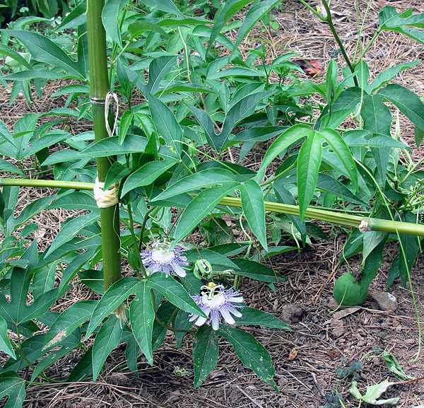 Plant starting up it's new bamboo trellis.