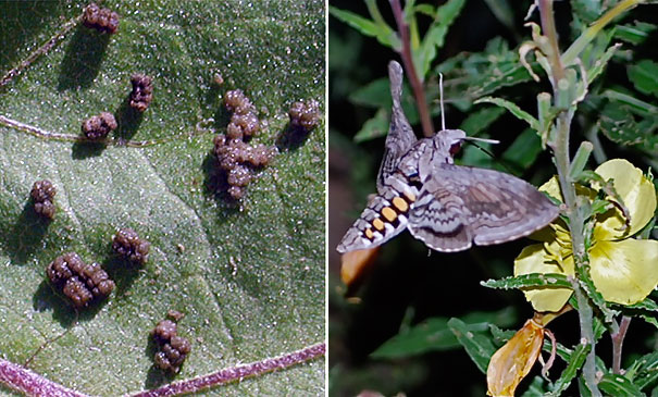 Hornworm caterpillar fras on the left. Adult Hawkmoth on the right.