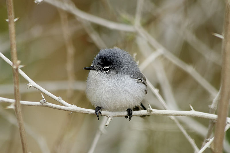Black-tailed Gnatcatcher - Species Information and Photos