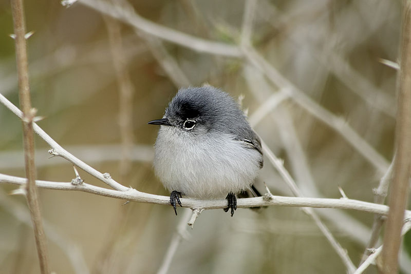 Blue-Gray Gnatcatcher - Chattahoochee River National Recreation Area (U.S.  National Park Service)