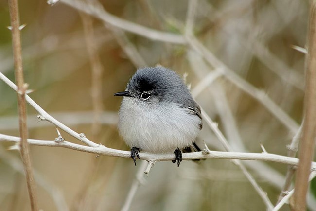 Blue-gray Gnatcatcher