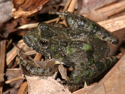 Acris crepitans Acris crepitans