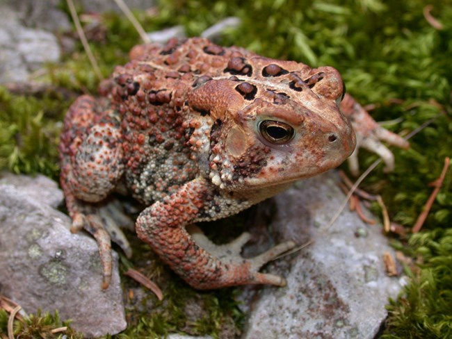 American Toad, (Anaxyrus americanus). sitting on some dried leaves and green moss.