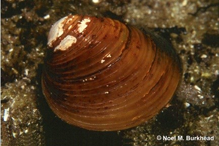 Asian Clam Asian Clam