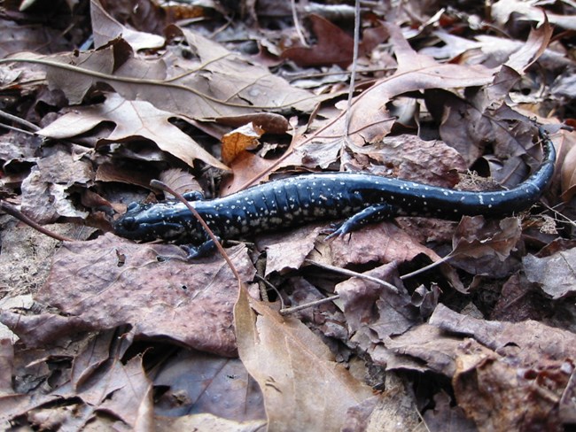Plethodon glutinosus Plethodon glutinosus