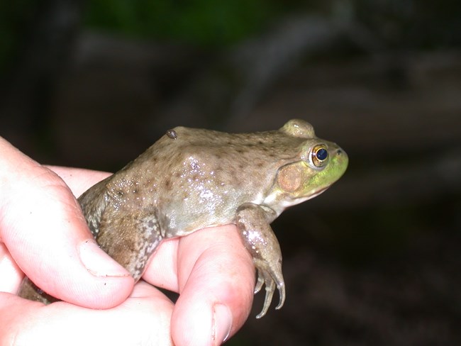 Rana clamitans Rana clamitans