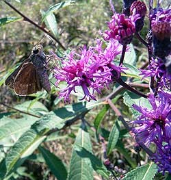 Clouded Skipper (Lerema accius) visiting flowers of a native plant.