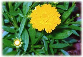 Coreopsis grandiflora Coreopsis grandiflora