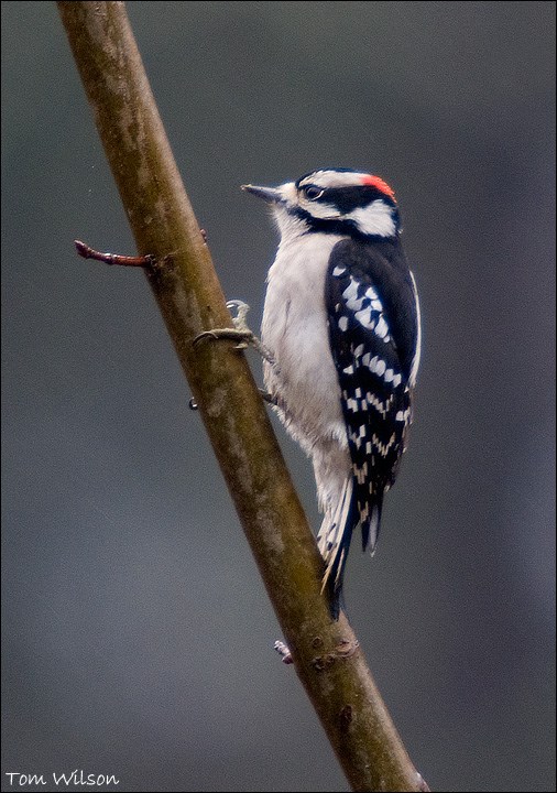 Downy Woodpecker Downy Woodpecker