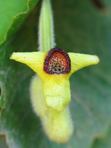 Dutchmans Pipe